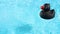 A single Black Rubber Duck is swimming in the pool