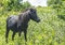 Single black Shetland Pony surrounded with greenery.