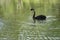 Single Black Swan Swimming in a Lake With a Green Reflection on The Water