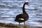 Single black swan at the waters edge