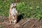 Single black-tailed prairie dog cynomys ludovicianus standing upright