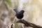 Single black thrush on tree branch