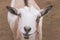 Single black, white and tan, bearded, blue eyes Nigerian dwarf pet goat looking up at camera with gentle smile on face