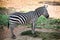 Single black and white young zebra eats green beveled grass in open aviary