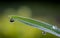 Single blade of grass with dew drops in extreme macro.