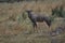 A single blauw wildebeest buck in the Kruger, National.