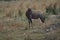 A single blauw wildebeest buck in the Kruger, National, Park.