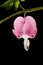 Single Bleeding Heart