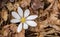 A Single Bloodroot Flower