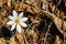 Single Bloodroot Wildflower â€“ Sanguninaria Canadensis