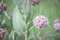 Single Bloom In Meadow Of Beautiful Pink Blooming Milkweed Plants Asclepias speciosa