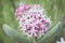 Single Bloom In Meadow Of Beautiful Pink Blooming Milkweed Plants Asclepias speciosa