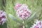 Single Bloom In Meadow Of Beautiful Pink Blooming Milkweed Plants Asclepias speciosa
