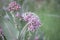 Single Bloom Meadow Of Beautiful Pink Blooming Milkweed Plants Asclepias speciosa In Browns Park, Colorado