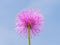 Single bloom of pink Mimosa nuttallii, or Nuttall`s Sensitive Briar,