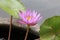 Single bloom purple lotus