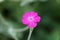 Single bloom of Rose Campion flower