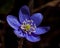 A single blooming anemone hepatica in macro