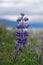 Single Blooming Arctic Lupine