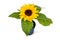 Single blooming `Helianthus Annuus` Sunflower on white background