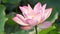 Single blooming lotus flower. Closeup