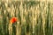 Single Blooming Red Poppy in a Barley Field