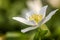 Single blooming wood anemone at sunshine