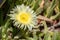 Single blossom of a Fenestraria aurantiaca, or baby toes, plant