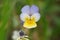 Single blossom of field pansy