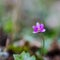 Single blossom Hepatica flower