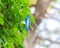 Single blossom morning glory blue heavenly flower with nice bokeh background at backyard garden near Dallas, Texas, USA