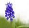 Single blossom of muscari