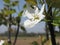 Single blossom of a pear tree in spring. Tuscany, Italy