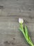 Single blossom of tulip isolated on wood