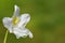 A single blossom of white rhododendron