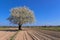 Single blossoming tree in spring