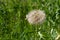 Single blowball in the grass. Dandelion with seeds on a green natural background. Macro. Close-up of dandelion in the meadow.