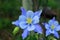 Single Blue Columbine Aquilegia caerulea