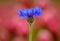 Single blue cornflower or bachelor`s button centaurea cyanus flower on purple background