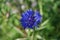 Single blue Cornflower (Centaurea cyanus)