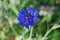 Single blue Cornflower (Centaurea cyanus)