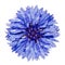 Single Blue Cornflower Centaurea cyanus Isolated