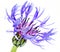 Single Blue Cornflower - Centaurea cyanus Isolated on White