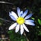 Single blue daisy flower brightly light by sun