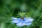 Single blue flower of love-in-a-mist or ragged lady or devil on flower bed in summer garden