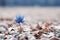 a single blue flower stands out in the snow