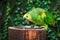 Single Blue-Fronted Amazon Parrot (Amazona aestiva)