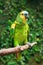 Single Blue-Fronted Amazon Parrot (Amazona aestiva)