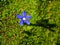 Single blue gentian flower on loss