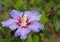 Single Blue Hibiscus Flower
